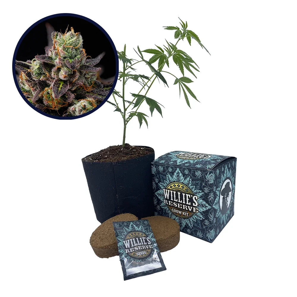 Granddaddy Purple Strain High Yield Grow Kit