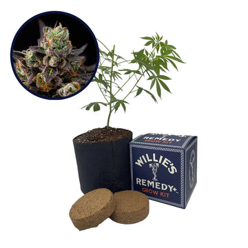 Granddaddy Purple Strain Grow Kit