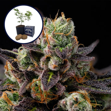 Granddaddy Purple Grow Kit