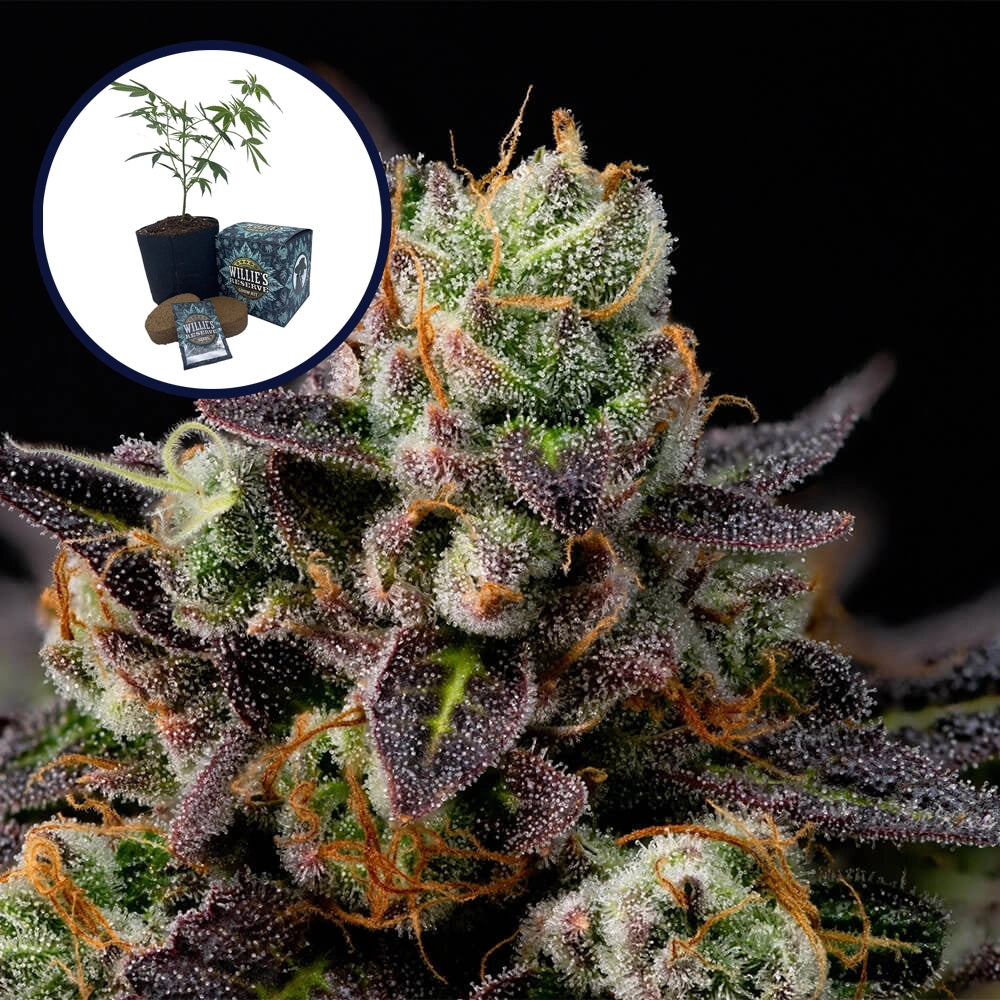 Granddaddy Purple High Yield Grow Kit