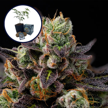 Granddaddy Purple High Yield Grow Kit