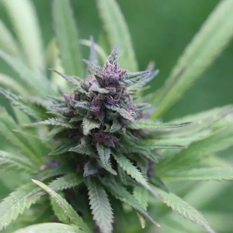 Grape Ape Auto