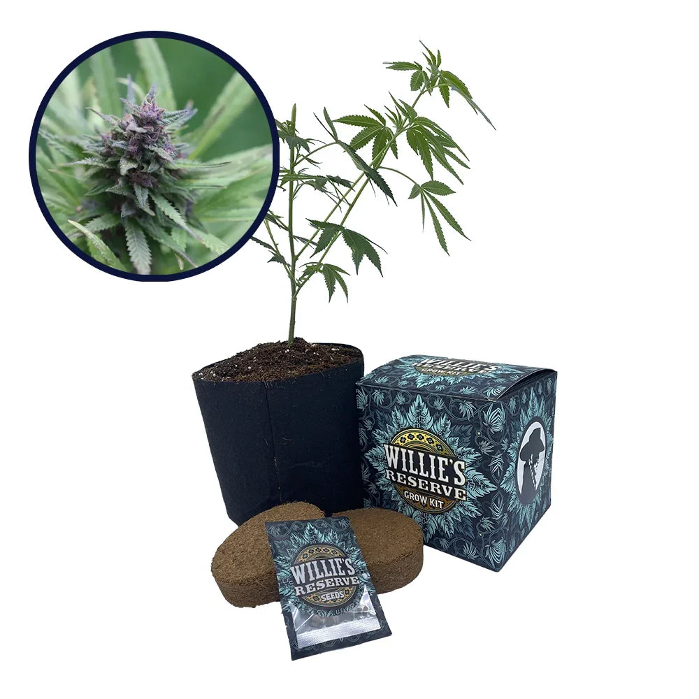 Grape Ape Strain High Yield Grow Kit