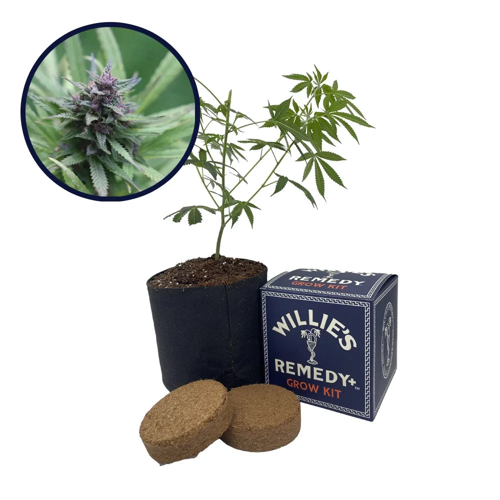 Grape Ape Strain Grow Kit