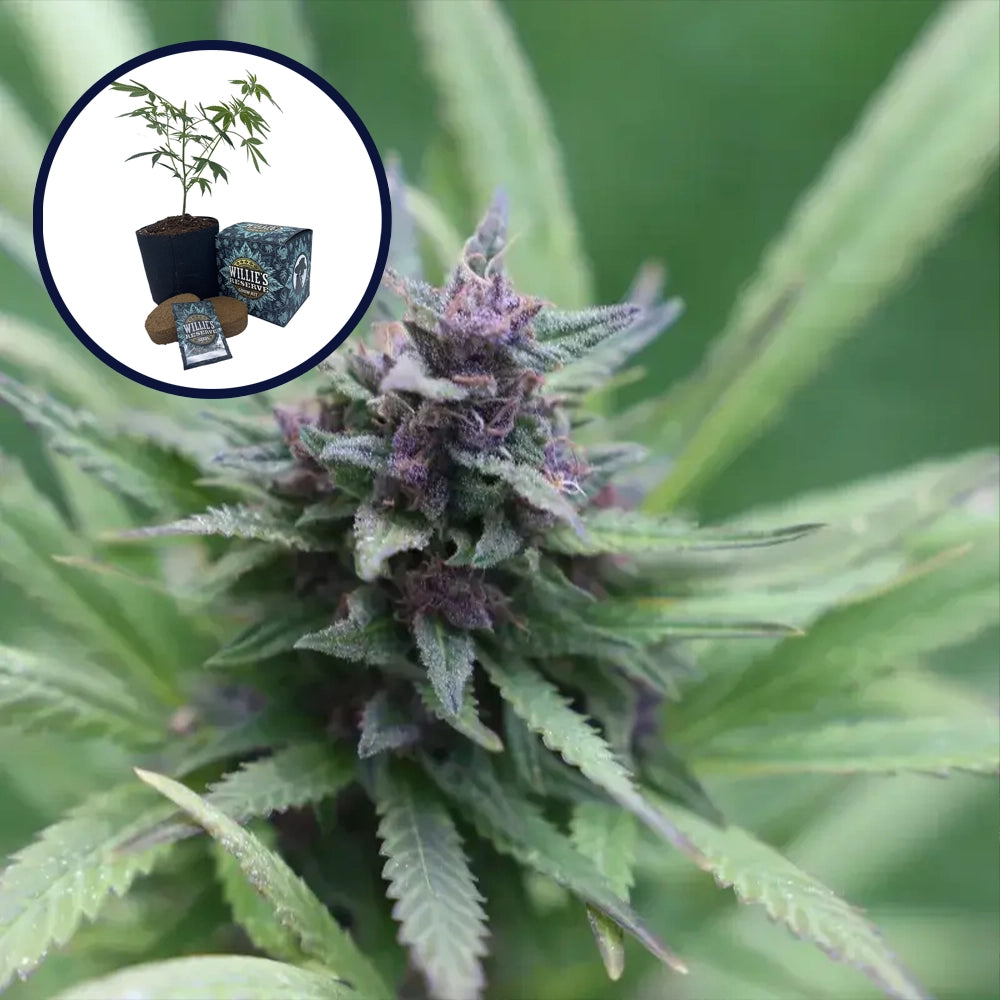 Grape Ape High Yield Grow Kit