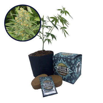 Green Crack Strain High Yield Grow Kit (THCA)