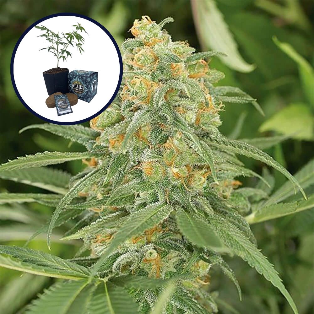 Green Crack High Yield Grow Kit (THCA)