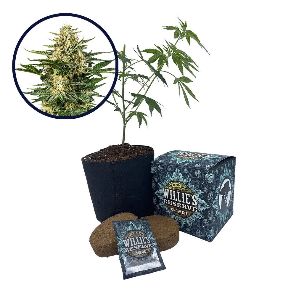 Green Gelato Strain High Yield Grow Kit
