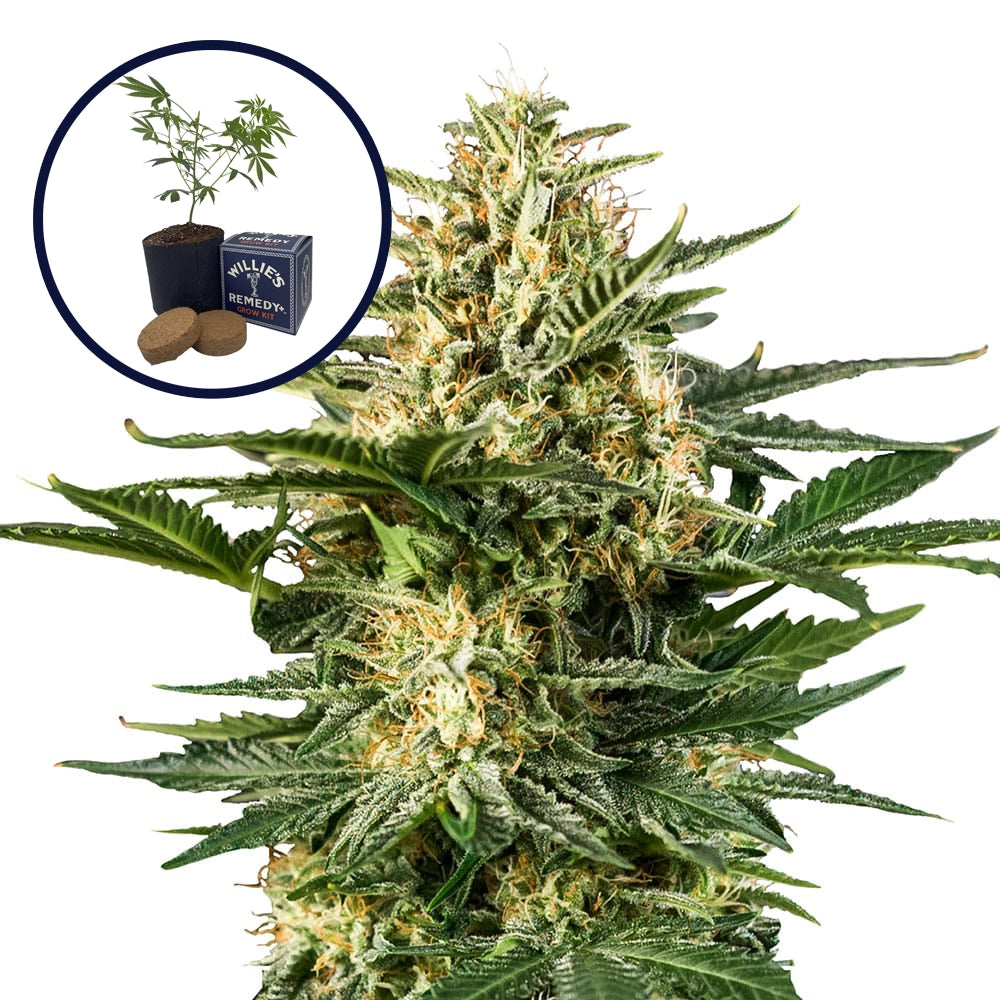 Green Gelato Grow Kit