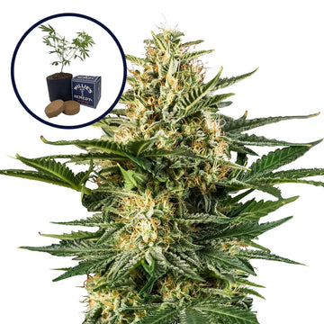 Green Gelato Grow Kit