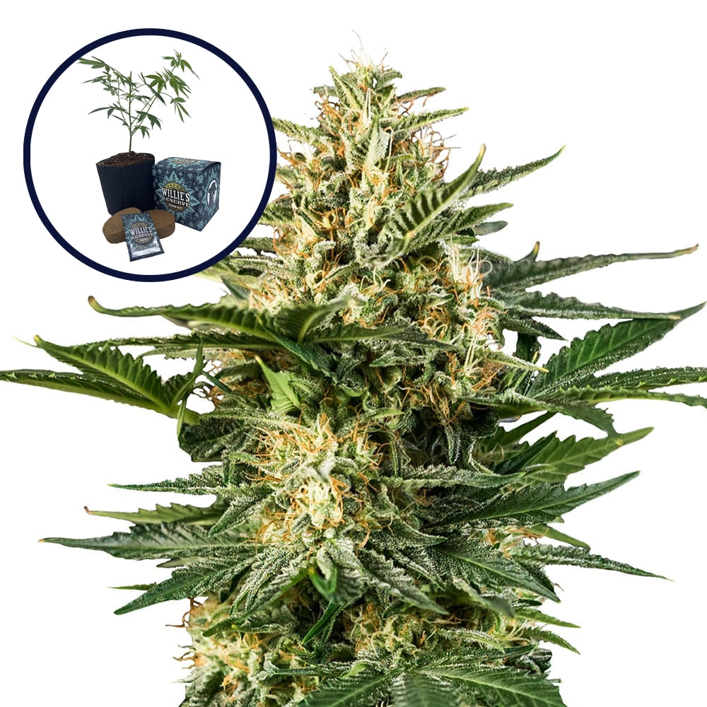 Green Gelato High Yield Grow Kit