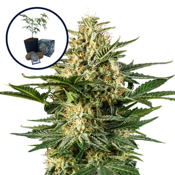Green Gelato High Yield Grow Kit