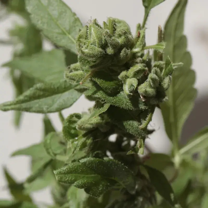 Gushers Auto