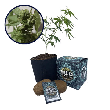 Gushers Strain High Yield Grow Kit