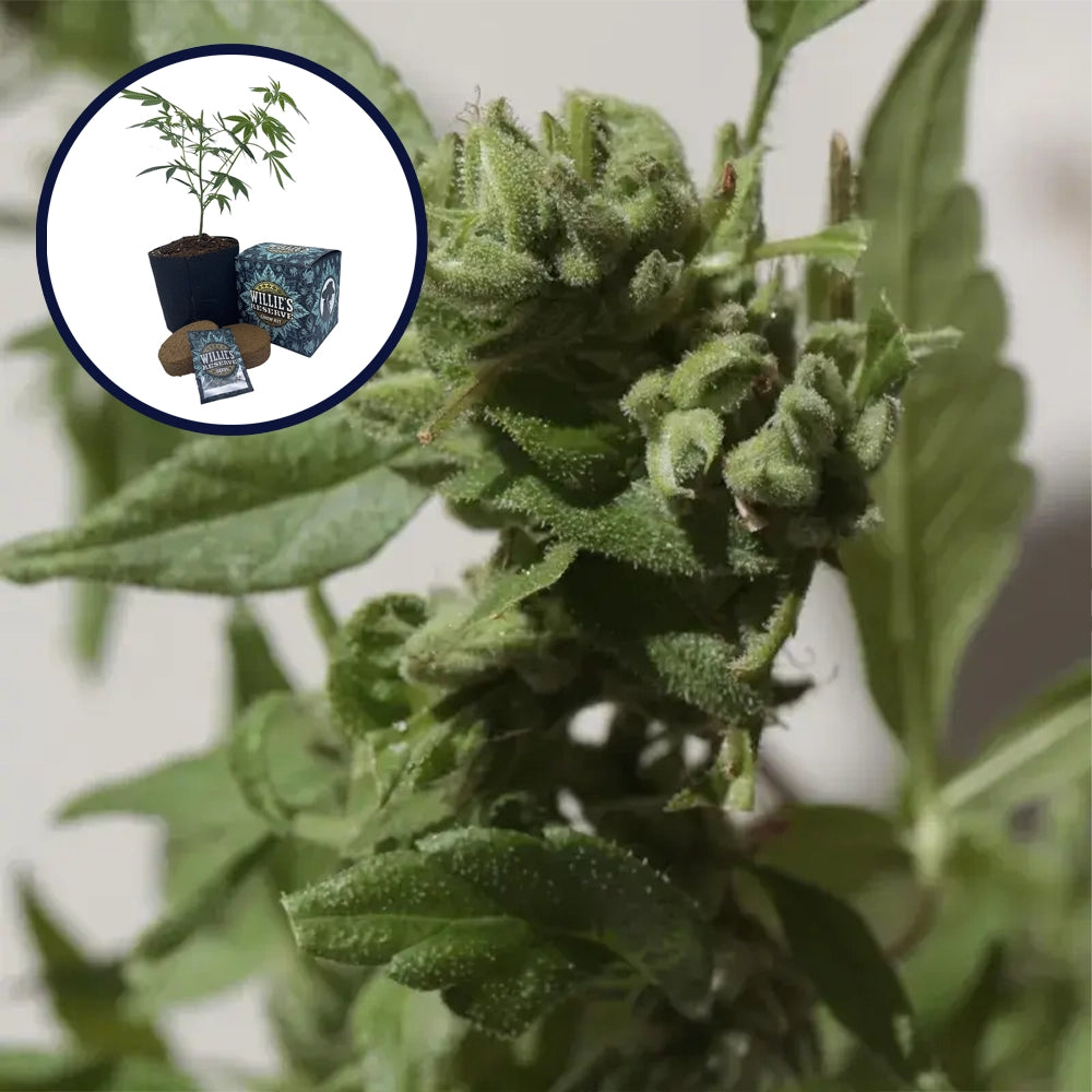 Gushers High Yield Grow Kit