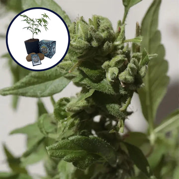 Gushers High Yield Grow Kit
