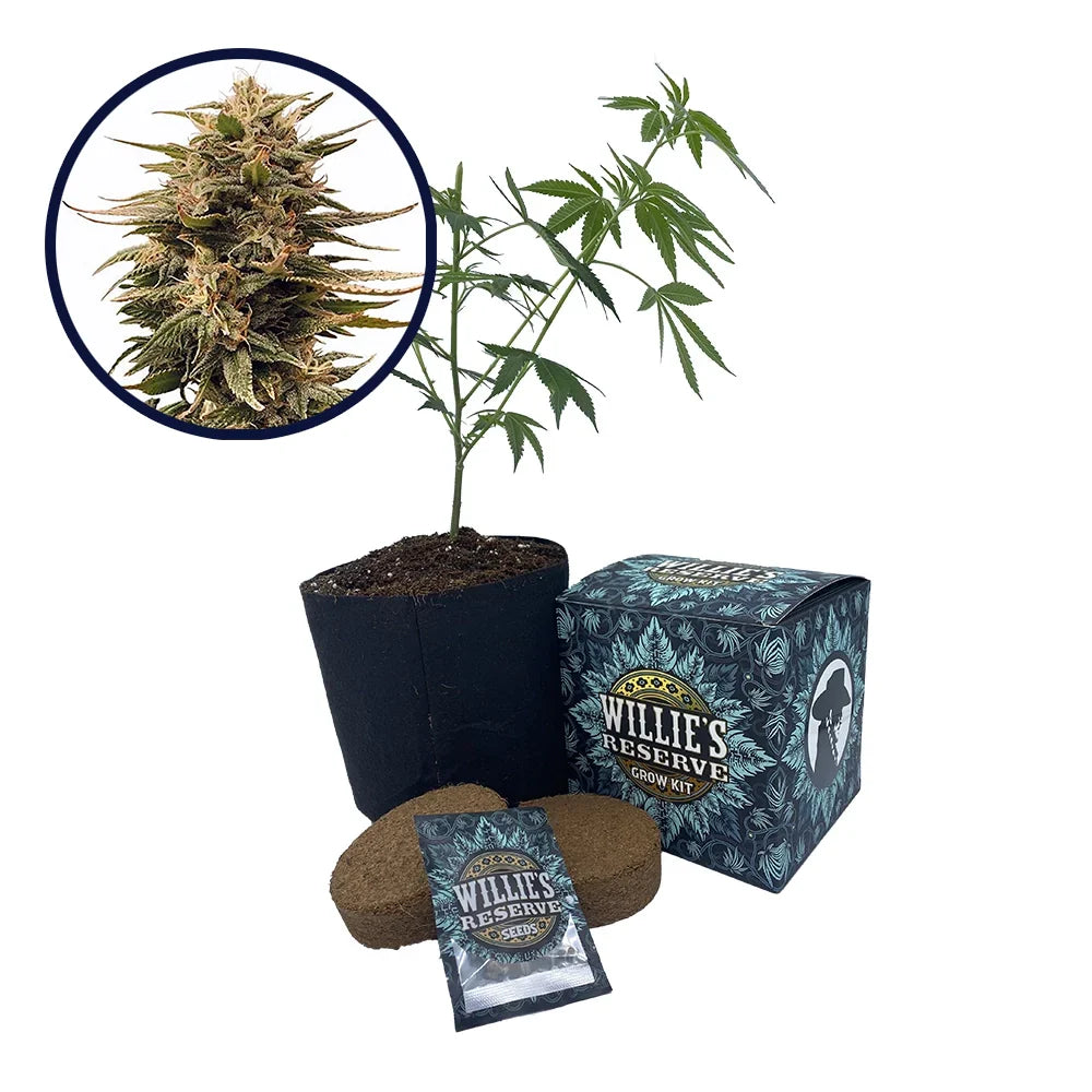 Harlequin Strain High Yield Grow Kit