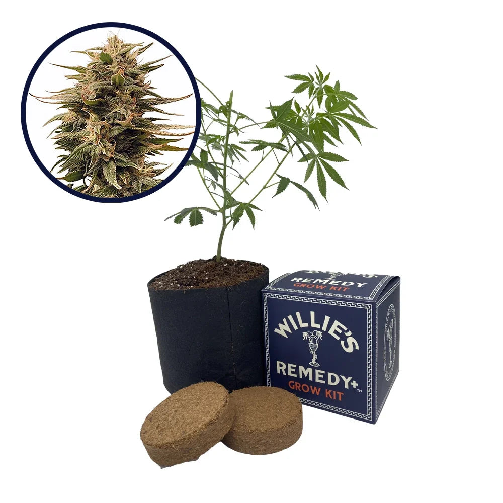 Harlequin Strain Grow Kit
