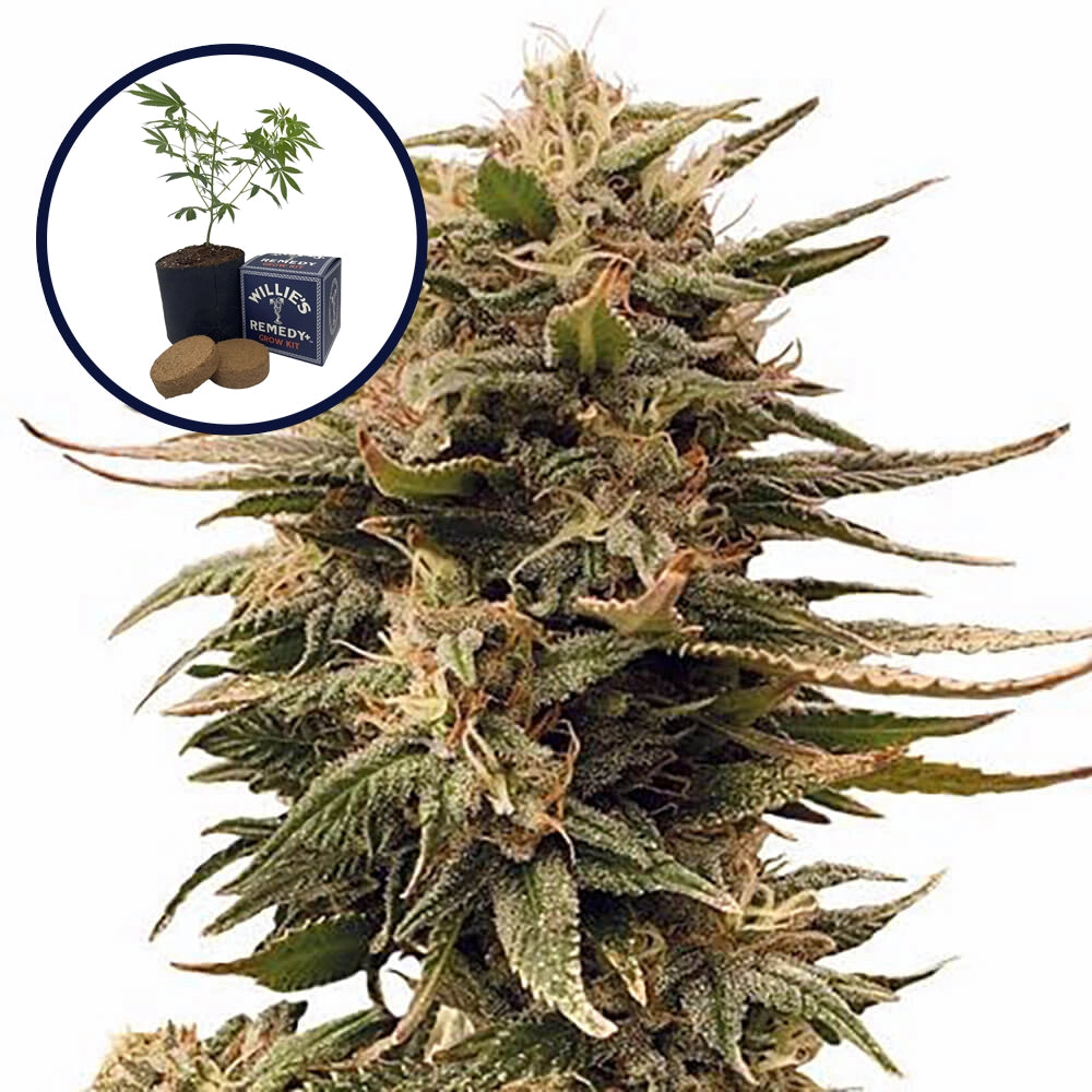 Harlequin Grow Kit