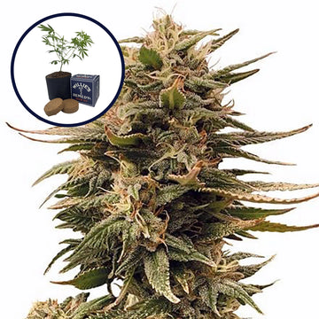 Harlequin Grow Kit