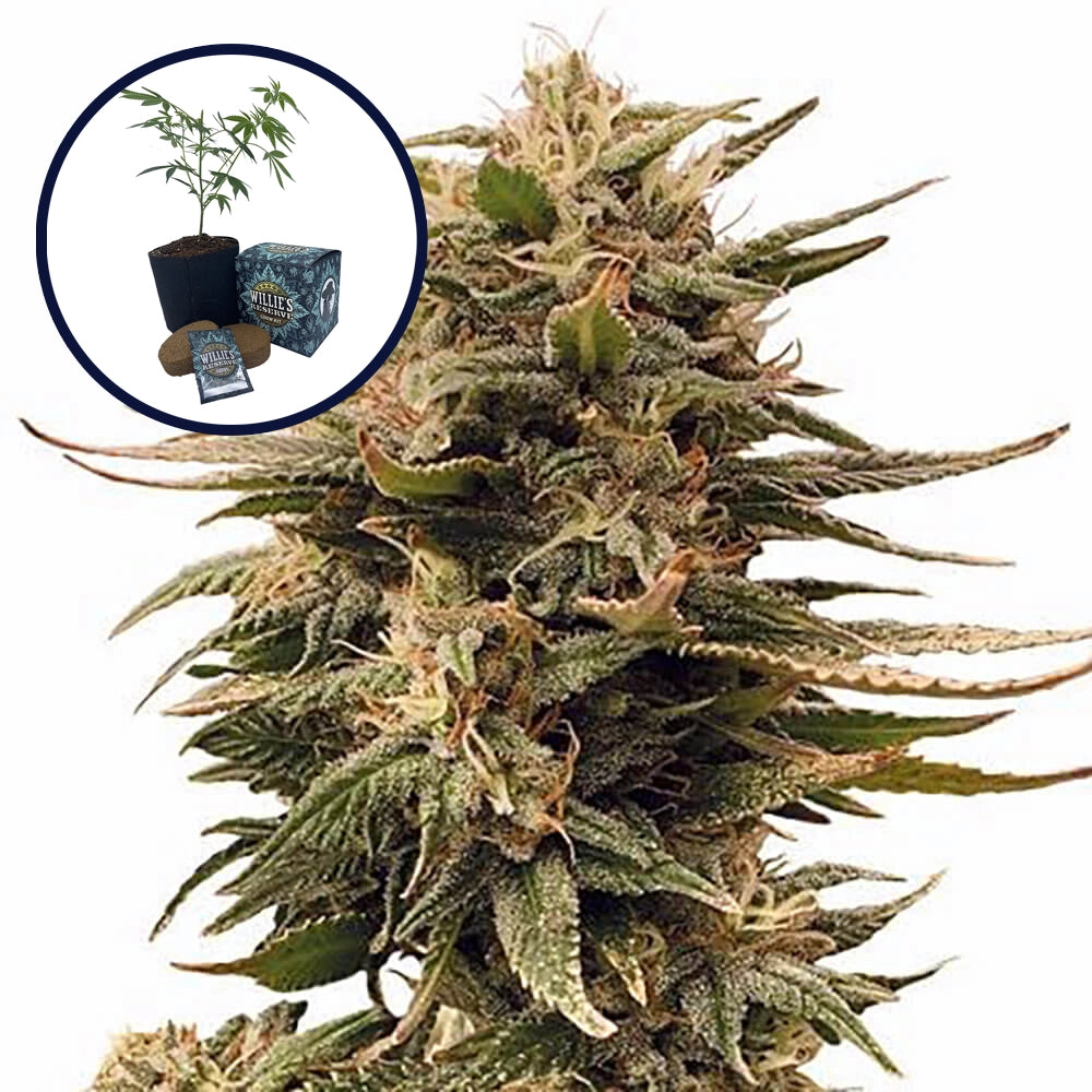 Harlequin High Yield Grow Kit