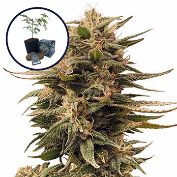 Harlequin High Yield Grow Kit