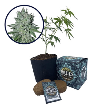 Headband Strain High Yield Grow Kit