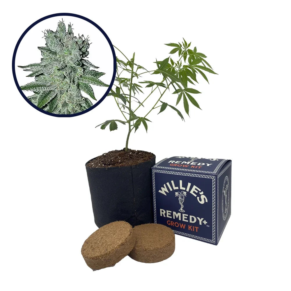 Headband Strain Grow Kit