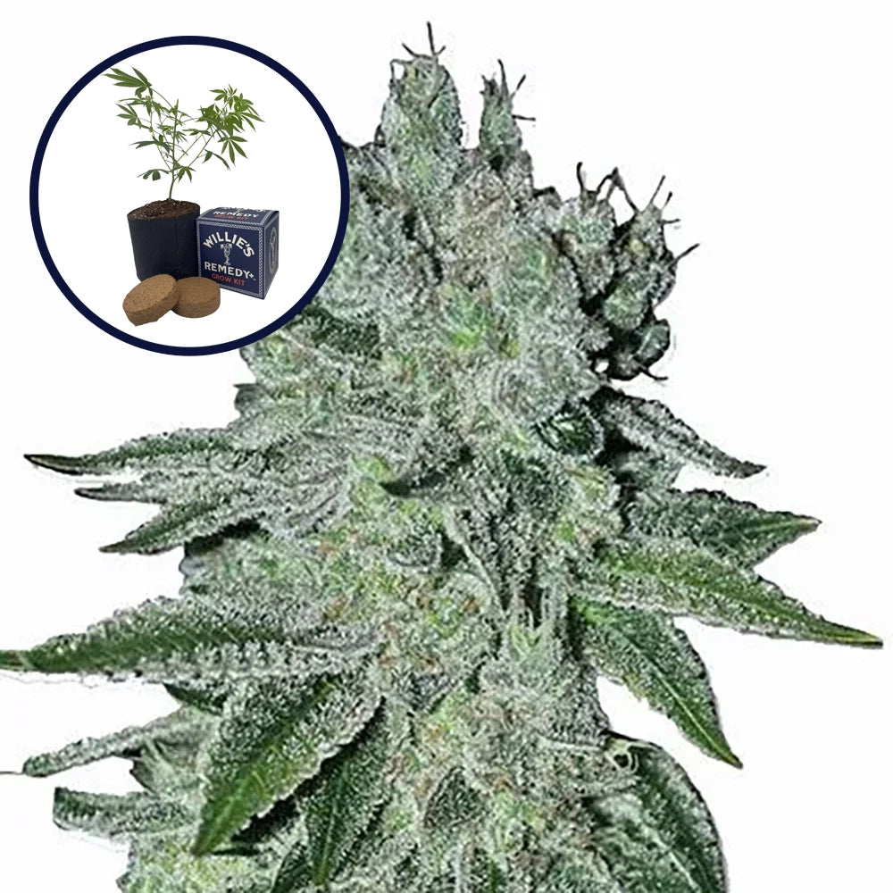 Headband Grow Kit