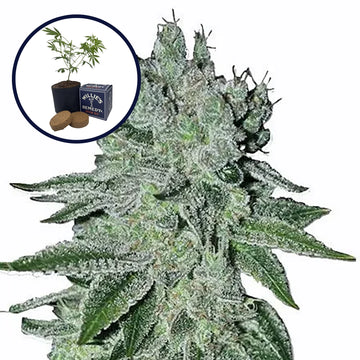 Headband Grow Kit