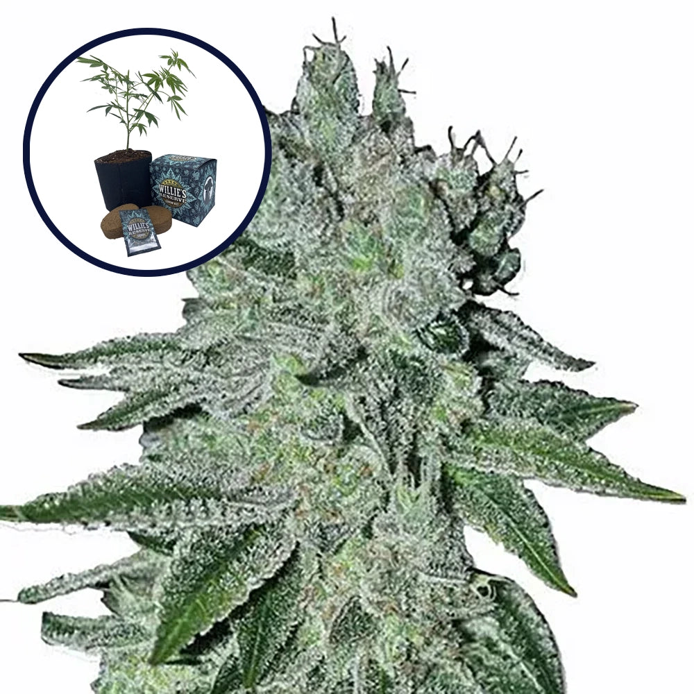 Headband High Yield Grow Kit