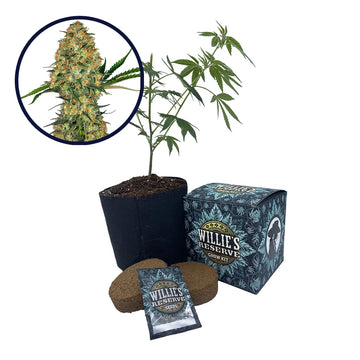Hindu Kush Strain High Yield Grow Kit