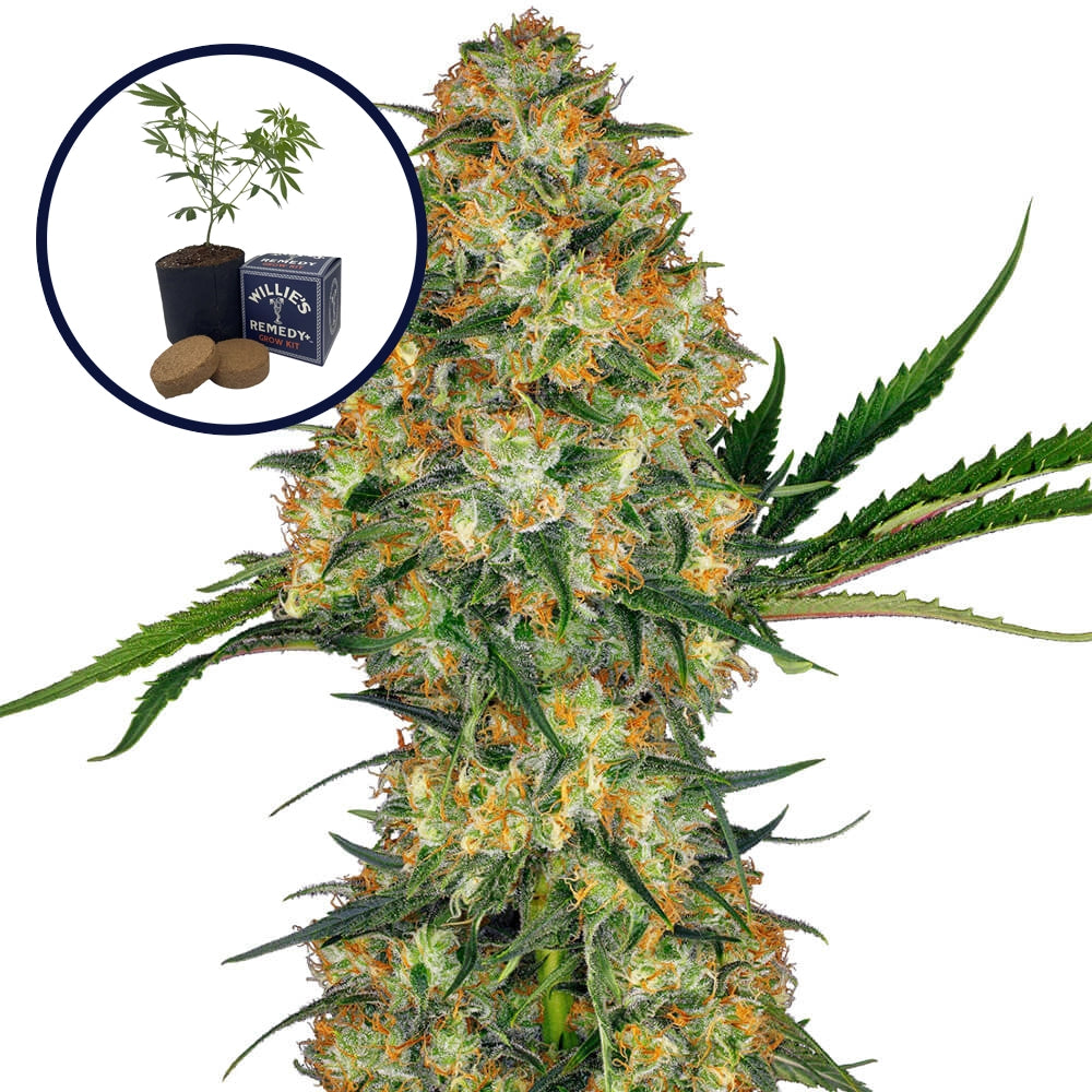 Hindu Kush Grow Kit