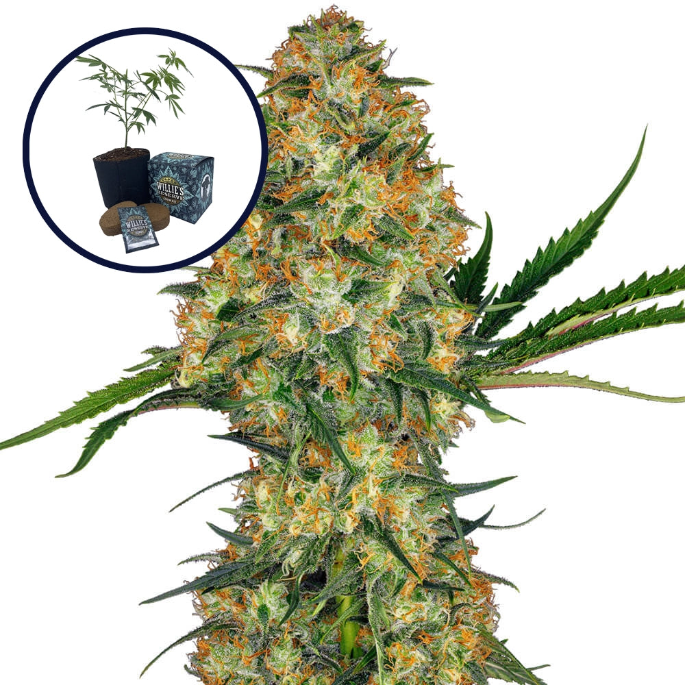 Hindu Kush High Yield Grow Kit