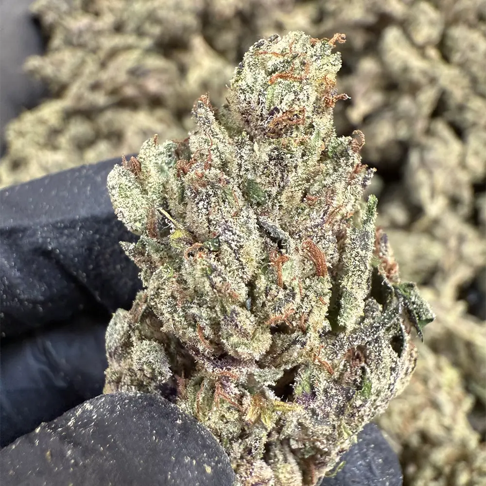 THCa Flower Headliner
