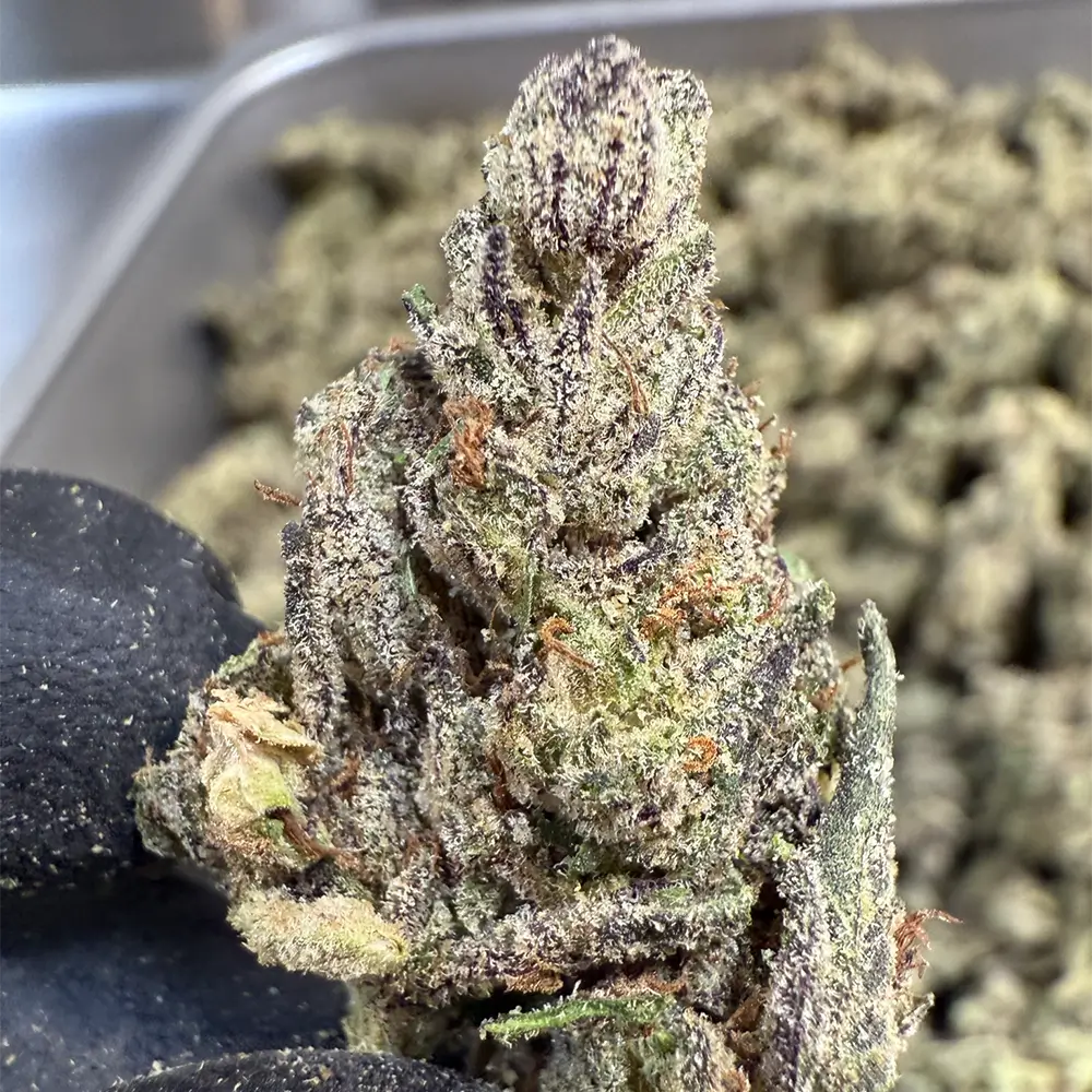 THCa Flower Headliner