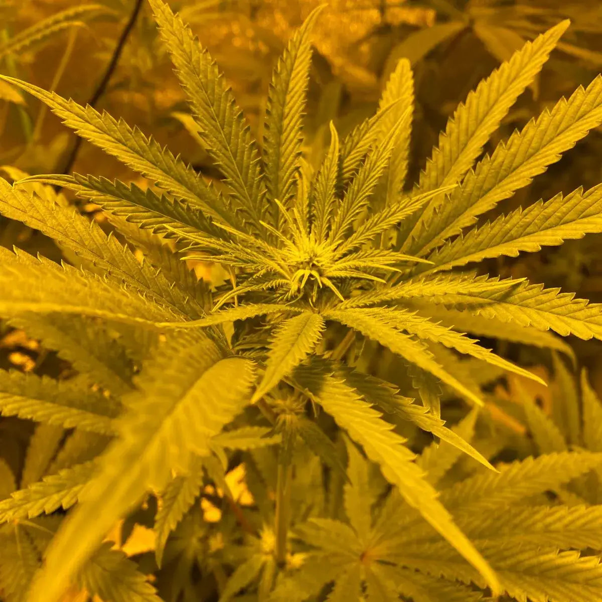 Ice Cream Cake Auto
