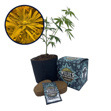 Ice Cream Cake Strain High Yield Grow Kit