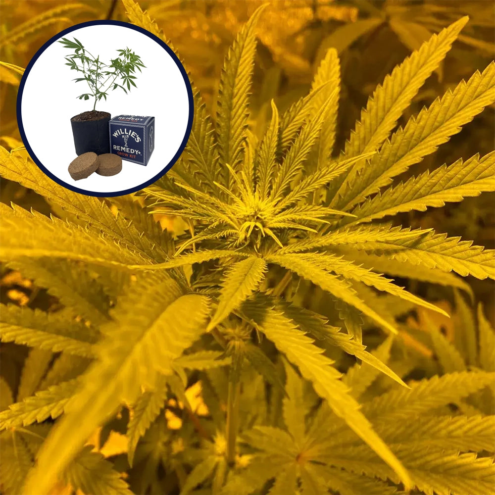 Ice Cream Cake Grow Kit