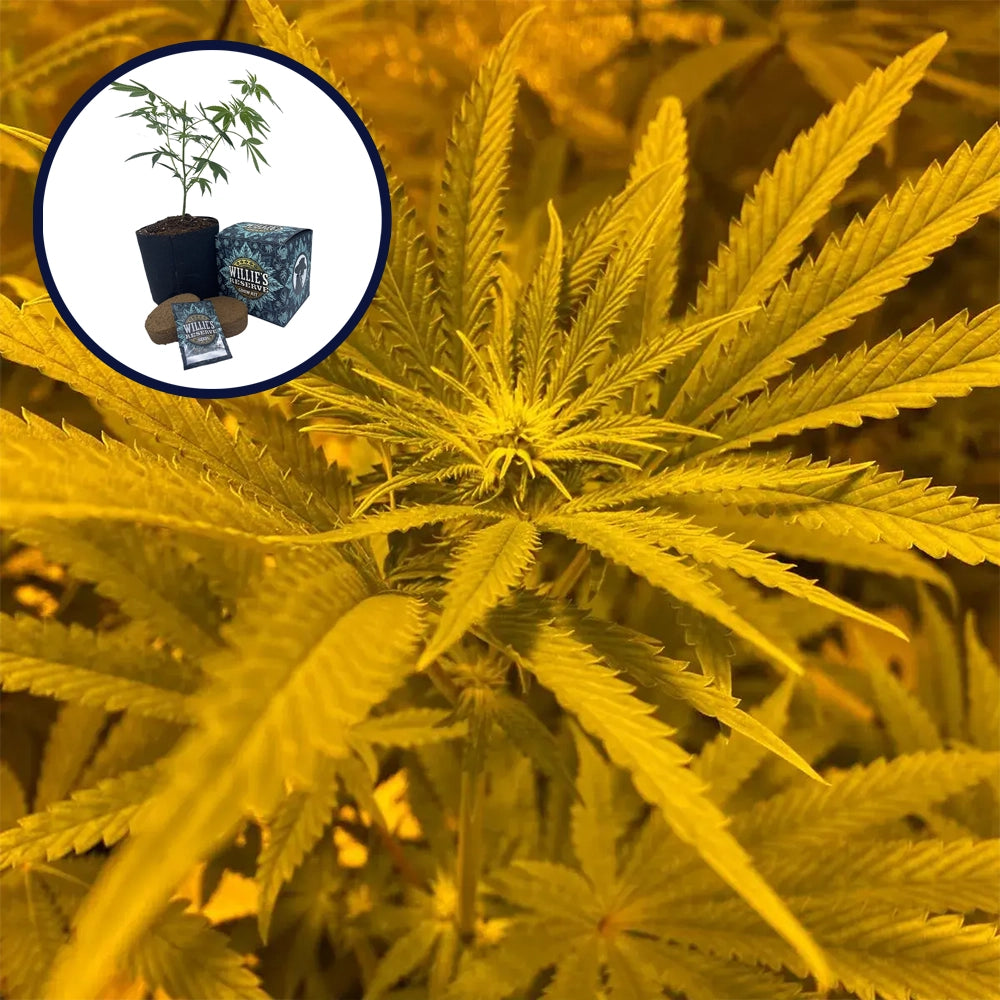 Ice Cream Cake High Yield Grow Kit