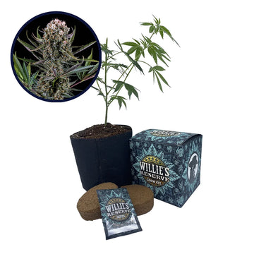 Italian Ice Strain High Yield Grow Kit