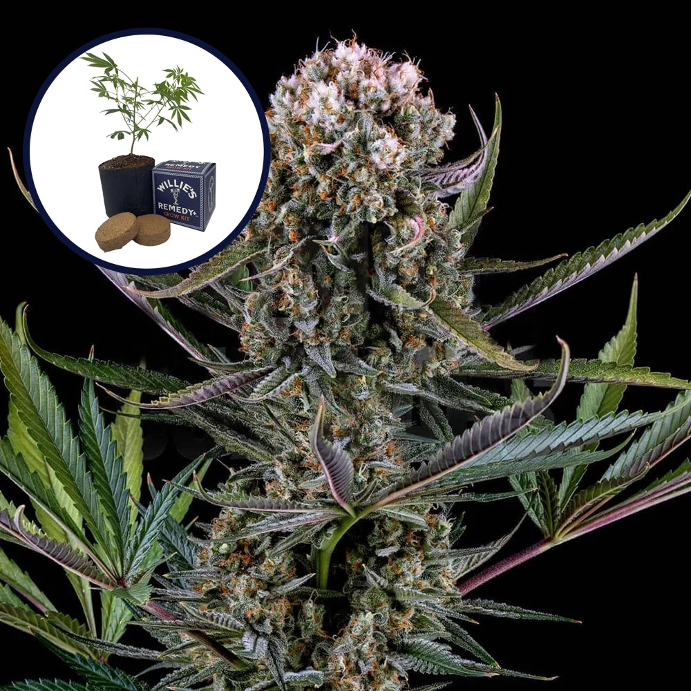 Italian Ice Grow Kit