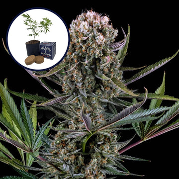 Italian Ice Grow Kit