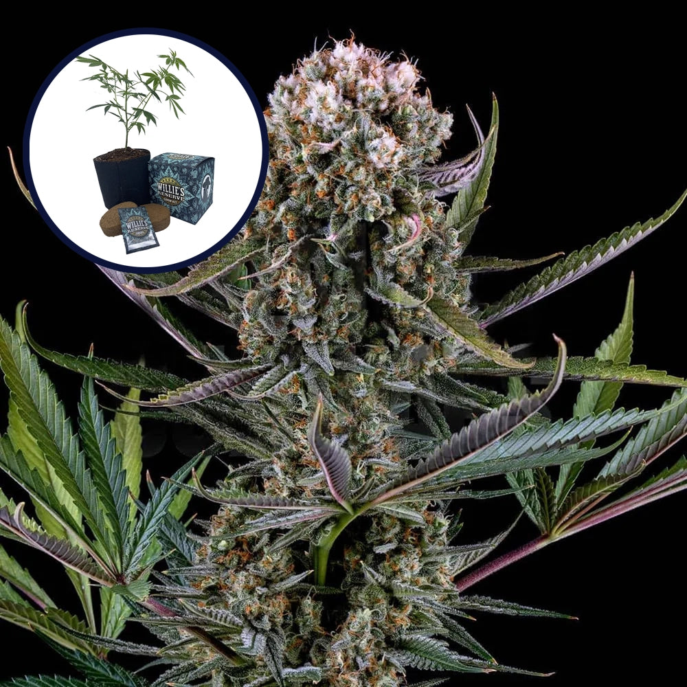 Italian Ice High Yield Grow Kit
