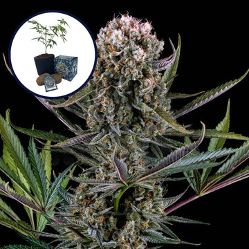 Italian Ice High Yield Grow Kit