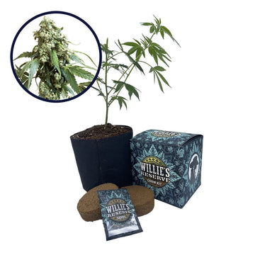 Jack Flash Strain High Yield Grow Kit