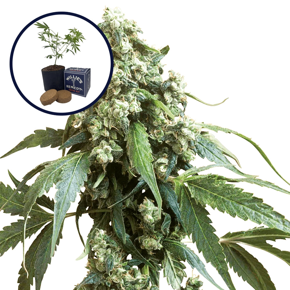 Jack Flash Grow Kit