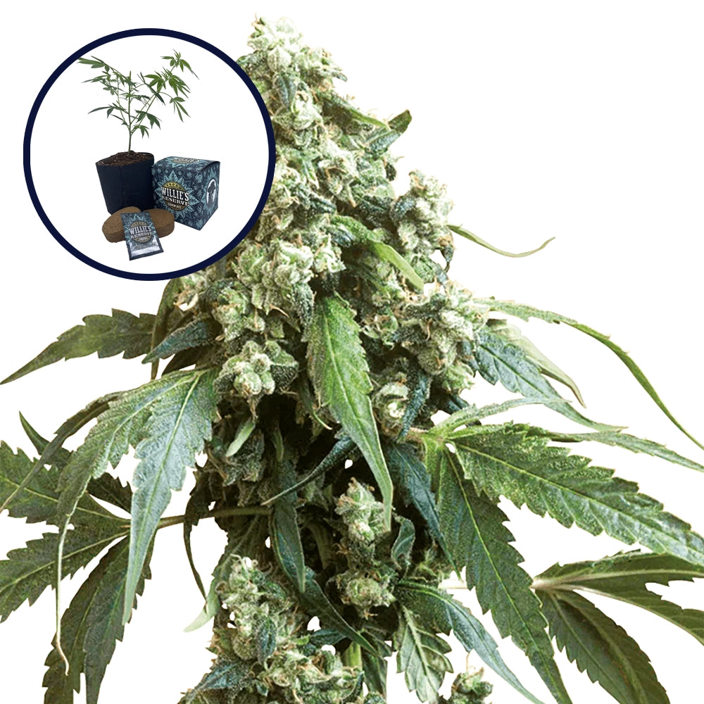 Jack Flash High Yield Grow Kit