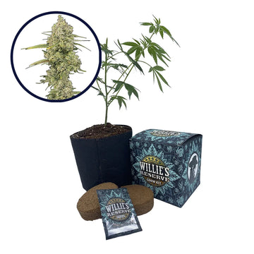 Jack Herer Strain High Yield Grow Kit