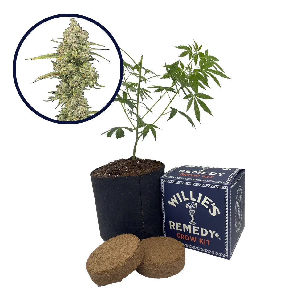 Jack Herer Strain Grow Kit